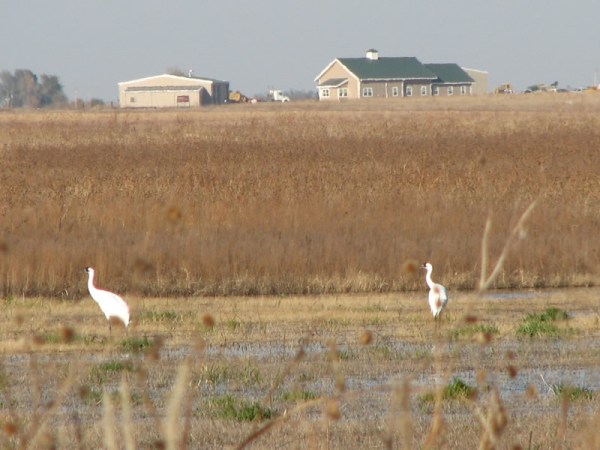 Whooping Cranes at Funk Lagoon Waterfowl Production Area in Nebraska. (The buildings in the background are the U.S. Fish and Wildlife Service's Rainwater Basin Wetland Management District headquarters). Photo by Ronnie Sanchez.