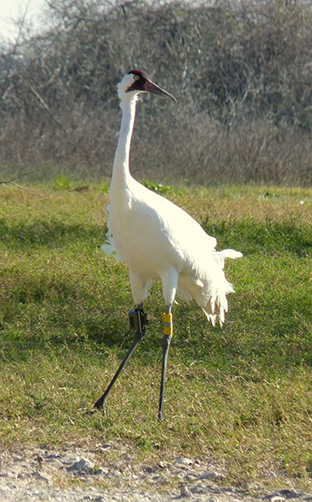 aransas wood buffalo population Whooping Crane in Texas