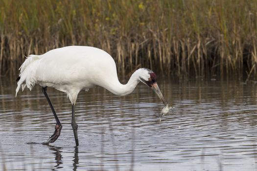 Texas Whooping Cranes An adult whooping crane feeds on a blue crab in a shallow marsh at the Aransas National Wildlife Refuge near Rockport, Texas. Photo Credit: Kathy Adams Clark Restricted use. Photo: Kathy Adams Clark / Kathy Adams Clark/KAC Productions