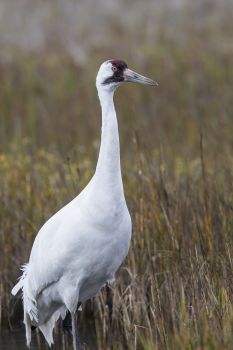 Texas Whooping Cranes Whooping cranes are five-feet tall with a seven to eight-foot wingspan. Roughly 600 whooping cranes winter at the Aransas National Wildlife Refuge near Rockport Texas. Photo Credit: Kathy Adams Clark. Restricted use. Photo: Kathy Adams Clark / Kathy Adams Clark/KAC Productions