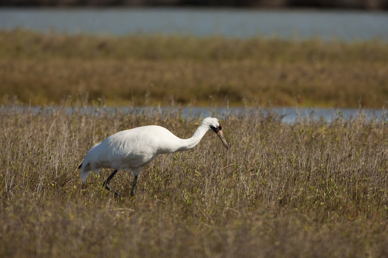 whooping crane