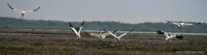 Whooping cranes need fresh water to create healthy habitat on Aransas NWR.