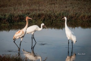 Improved habitat conditions on Aransas NWR keeps more whoopers on the refuge.