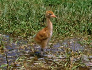 Whooping Crane Chick - whooping crane habitat