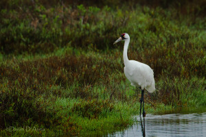 Hoping for a sensitive oil spill cleanup.