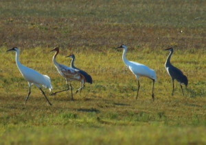 Whoopers 2-ad-1-juv-and-3-sandhills. photo by-Peggy-Diaz