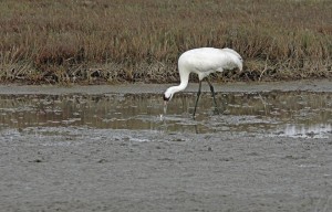 Whooping Crane looking for blue crabs.