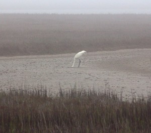On the hunt for blue crab.