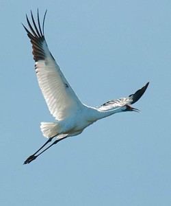 Whooping Crane in flight