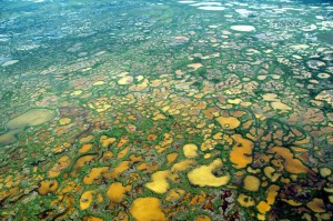 Whooping crane nesting grounds