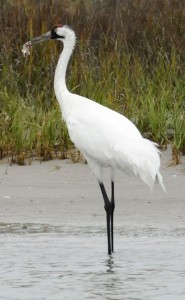 Texas was absolved in recent whooping crane deaths, but in the future, it will be forced to balance the needs of humans and the environment. Photo by Pat Sullivan, Associated Press