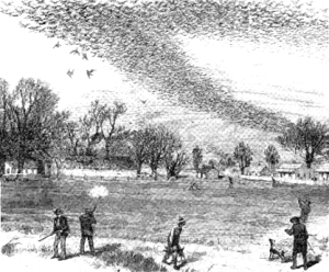passenger pigeons Figure 2. Unregulated hunting and massive habitat destruction caused extinction of the passenger pigeon.