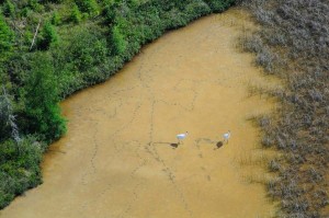 Two adult whooping cranes spotted during aerial survey on Wood Buffalo National Park, Canada. Photo by John McKinnon