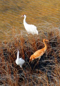 98 nests at Whooping crane nesting grounds./Wood Buffalo National Park.