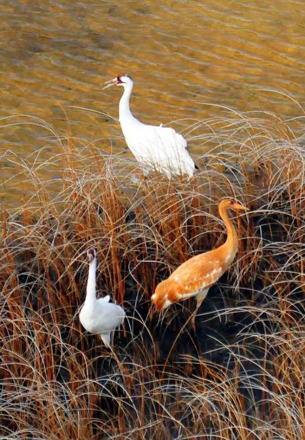 Figure 5. Two adults and one juvenile whooping crane spotted during aerial survey on Wood Buffalo National Park, Canada. Photo: John McKinnon / ©Parks Canada /Wood Buffalo National Park.