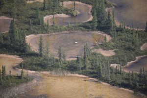 Whooping Crane habitat on Wood Buffalo National Park. photo by Jane Peterson WBNP