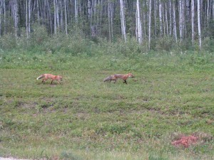 Figure 4. Red foxes on Wood Buffalo may raid nest or catch chicks. Photo by Ronnie Schaefer