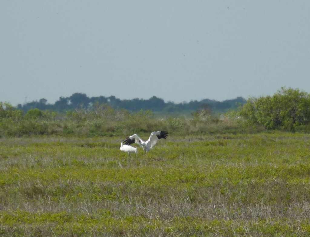 Two of four whooping cranes that made early migration to Aransas Refuge. Arrivaled 9/15/14 Photo by Laura Bonneau/USFWS