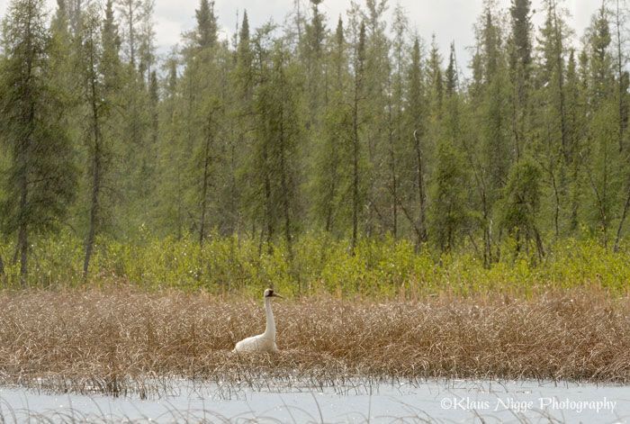 Wild Whooping Cranes