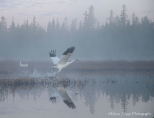 Whooping crane nesting grounds.