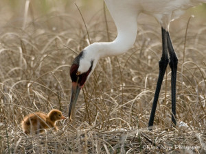 Whooping Cranes