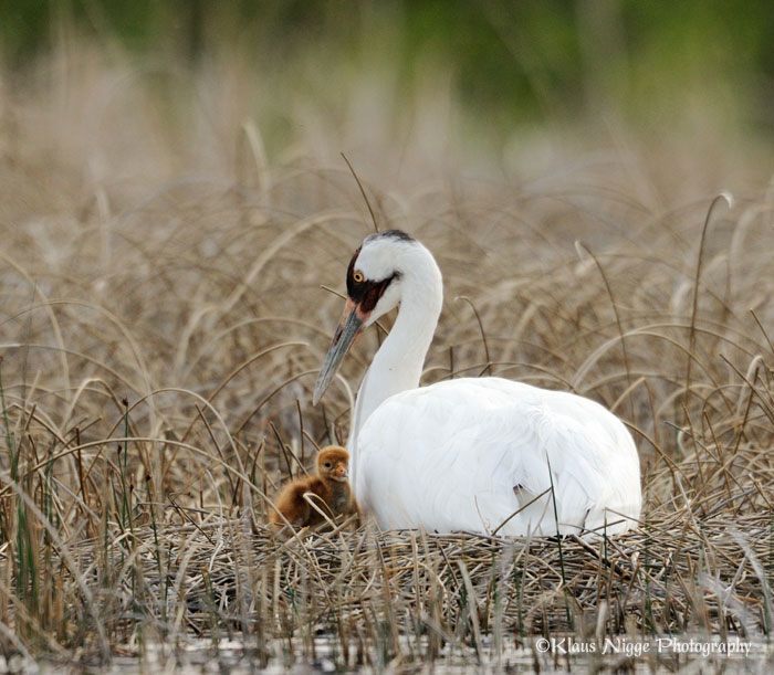 Wood Buffalo National Park has 68 Whooping Crane Nests