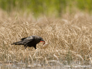 Figure 2. Raven taking egg from whooping crane nest on Wood Buffalo. Photo by Klaus Nigge