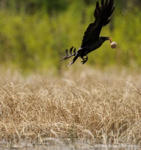 Figure 3. Raven flying away holding leg of whooping in egg. Photo by Klaus Nigge