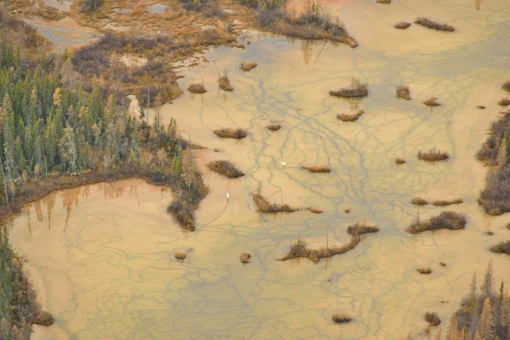 Some Whooping Cranes still on Wood Buffalo National Park nesting ground on Oct. 8, 2014. Photo credit: ©Parks Canada /Wood Buffalo National Park/ John McKinnon