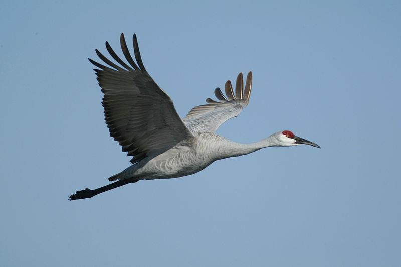 sandhill crane