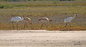 Whooping Crane Parents with twins. Photo by Kevin Sims. Whooping crane photos