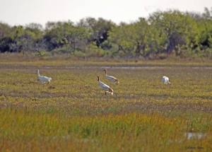 Whooping Crane Parents with twins. Photo by Kevin Sims. Whooping crane photos.