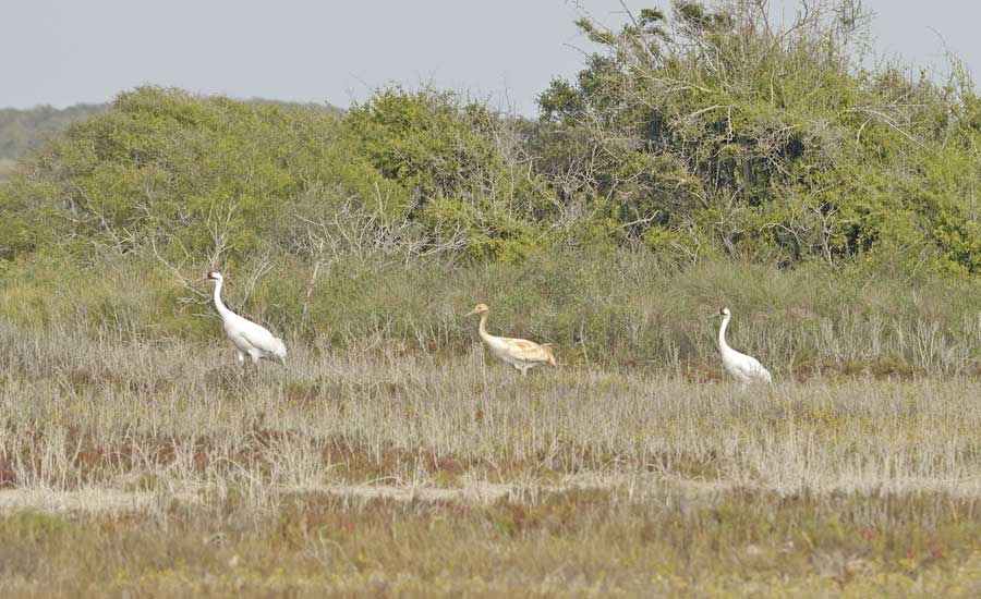 Whooping crane family at Aransas National WIldlife Refuge. Photo courtesy of Kevin Sims.