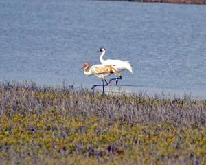Whooping Crane Winter Survey