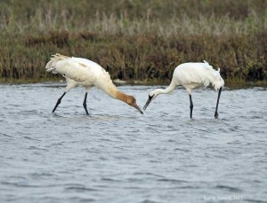 Whooping Crane Winter Survey