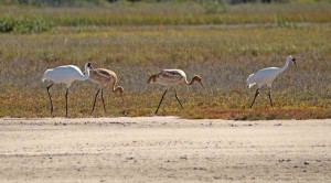 Are whooping cranes destined for extinction?