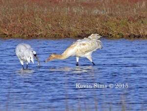 Whooping Crane