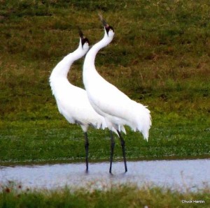 whooping crane update