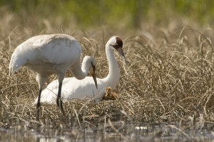 Some nesting whooping cranes of Wood Buffalo have been forced to relocate their summer homes this year as a result of low water levels and nearby forest fires. Photo: Klaus Nigge