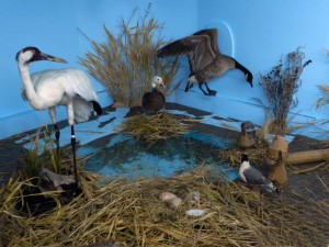 Luseland Museum Whooping Crane " Nature Preserve " Exhibit.