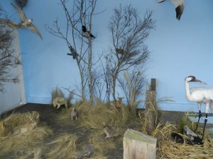 Luseland Museum Whooping Crane "Nature Preserve" Exhibit.
