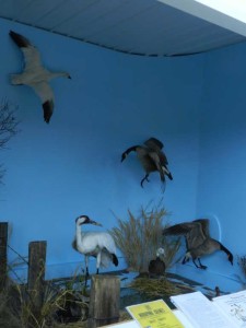 Luseland Museum Whooping Crane " Nature Preserve " Exhibit