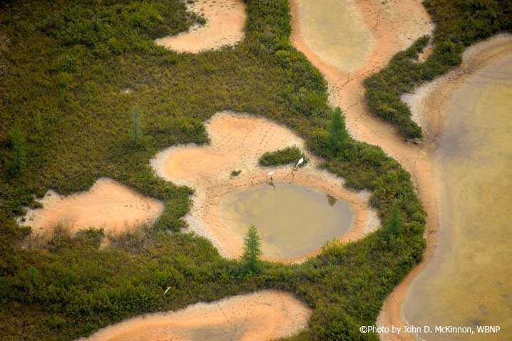 Two adults and one fledgling chick Whooping Cranes in Wood Buffalo National Park. Not that the wetlands are virtually dry due to low rainfall. Photo by John D. McKinnon, WBNP.
