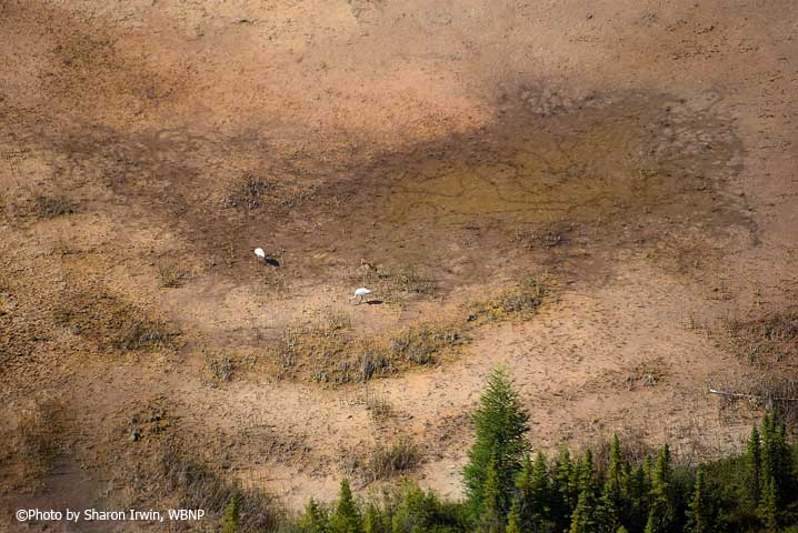 Nesting wetlands in Wood Buffalo National Park, Canada are suffering from too little rain. Photo by Sharon Irwin, WBNP