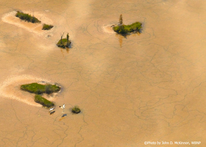 Whooping Crane nesting area in Wood Buffalo National Park. Notice the low water conditions that may have affected nesting success in 2015. Photo by John D. McKinnon, WBNP