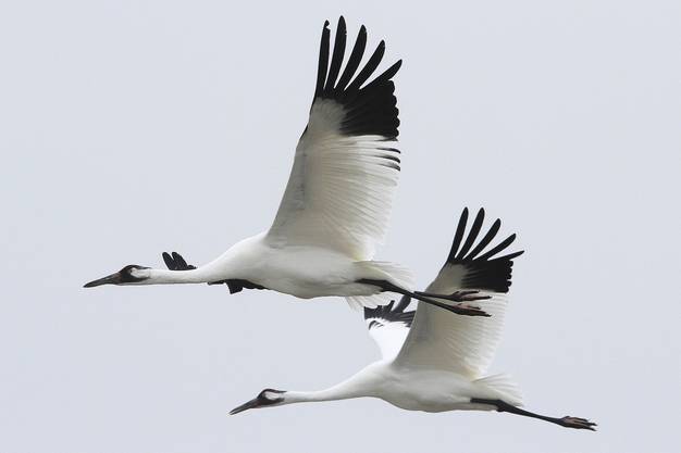 Two whooping cranes take flight in Aransas National Wildlife Refuge. The endangered birds migrate south to Texas every fall.