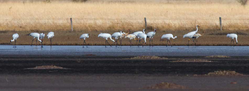 Whooping Cranes on Qvivira NWR