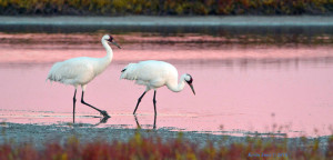 Whooping Cranes