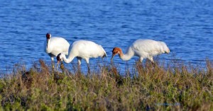 Whooping Cranes