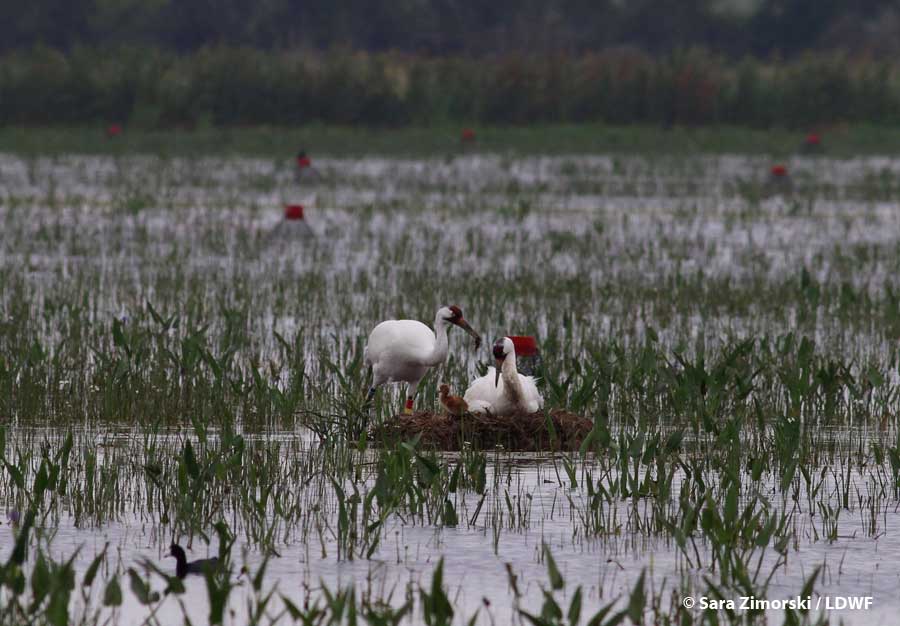 Whooping Crane Photo: Sara Zimorski/ Louisiana Department of Wildlife and Fisheries